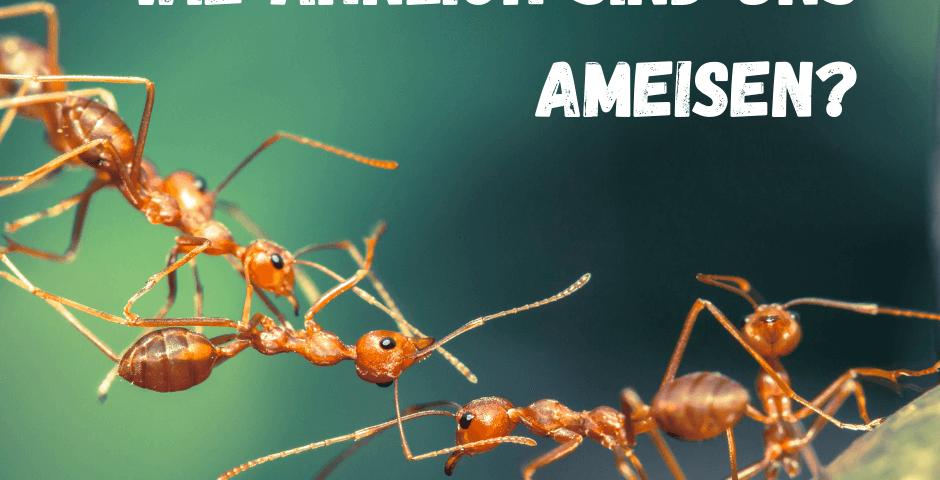 Ameisen ziehen an einem Strang